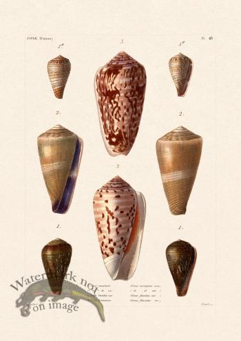 French Shell 043
